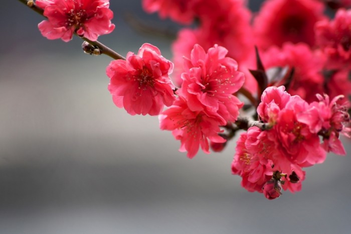  Красные цветы на ветке крупным планом   Red flowers on a branch close up