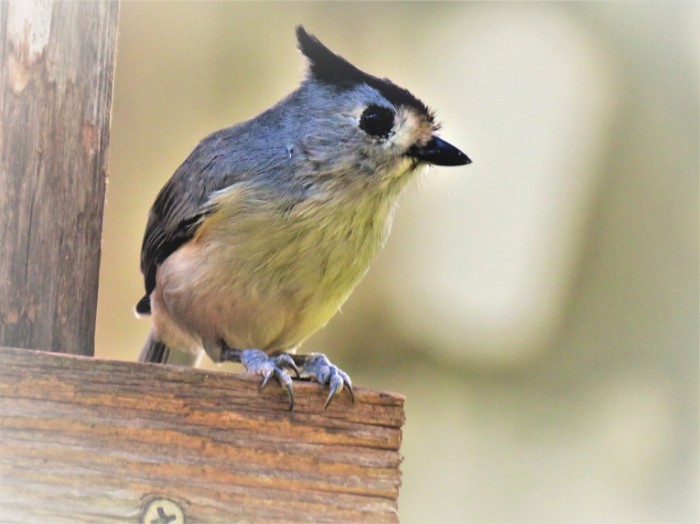 Malenkaya ptichka pohozhaya na myish s klyuvom Little bird resembling a mouse with a beak 4608  3456 700x524 Маленькая птичка похожая на мышь с клювом   Little bird resembling a mouse with a beak