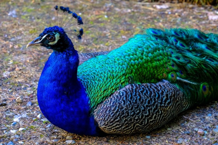 Pavlin krupnyim planom yarkie sinie perya Peacock close up bright blue feathers 4986h3264 700x466 Павлин крупным планом, яркие синие перья   Peacock close up, bright blue feather