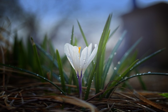 Podsnezhnik krupnyim planom vesna tsvetok Snowdrop closeup spring flower 5616  3744 700x466 Подснежник, крупным планом, весна, цветок   Snowdrop, closeup, spring, flower