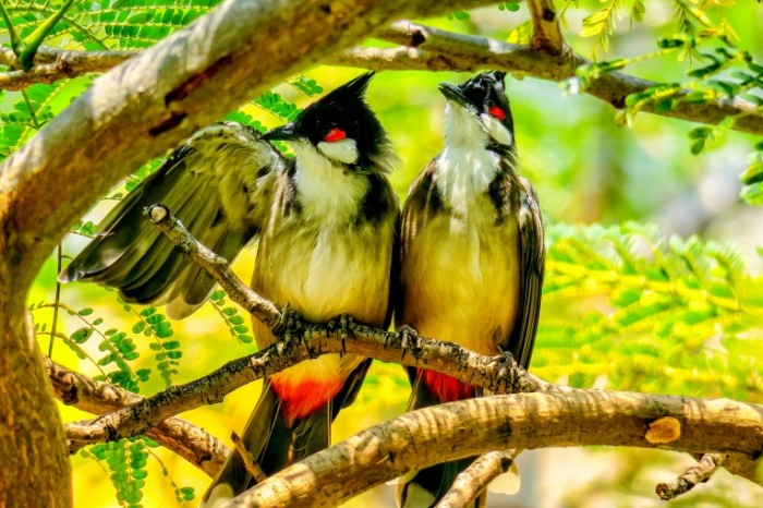 Redkie ptitsyi na vetke dereva ptitsa pohozha na kukushku Rare birds on a tree branch the bird looks like a cuckoo 5472  3648 700x466 Редкие птицы на ветке дерева, птица похожа на кукушку   Rare birds on a tree branch, the bird looks like a cuckoo