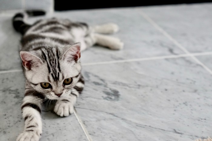 Seryiy kotenok na kafelnom polu s ryizhimi glazami Gray kitten on a tiled floor with red eyes 6000h4000 700x466 Серый котенок на кафельном полу с рыжими глазами   Gray kitten on a tiled floor with red eyes