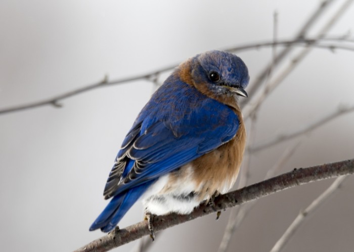  Сине коричневая птичка на ветке, макро   Blue brown bird on a branch, macro