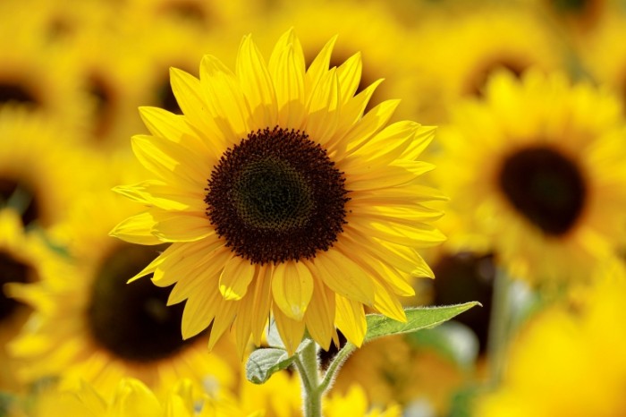 YArkiy zheltyiy podsolnuh na pole v luchah solntsa Bright yellow sunflower on the field in the rays of the sun 6000h4000 700x466 Яркий желтый подсолнух на поле в лучах солнца   Bright yellow sunflower on the field in the rays of the sun