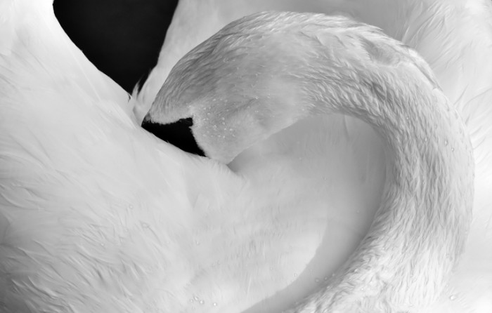 Белый лебедь крупным планом - White swan close up 