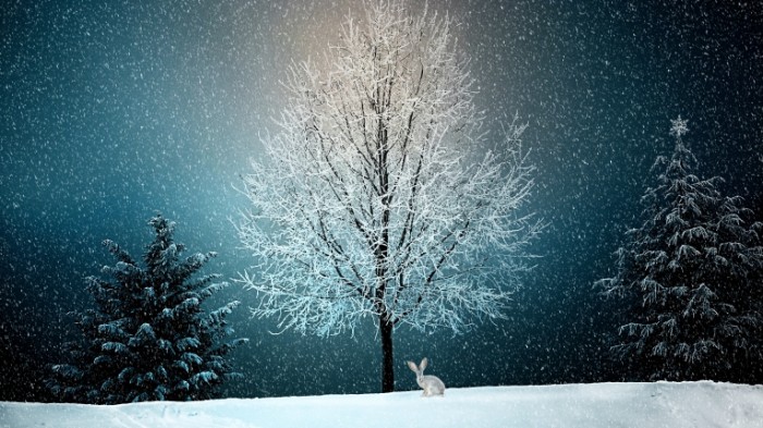 Derevo v snegu zayats les Tree in the snow hare forest 4640  2610 700x393 Дерево в снегу, заяц, лес   Tree in the snow, hare, forest