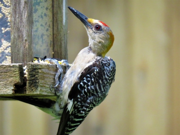 Dyatel makro ptitsa na dereve kormushka Woodpecker macro bird on tree feeder 4608  3456 700x524 Дятел, макро, птица на дереве, кормушка   Woodpecker, macro, bird on tree, feeder