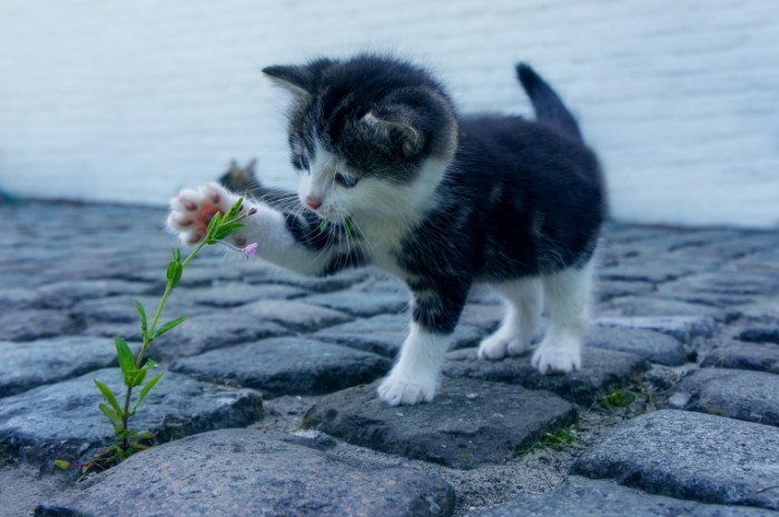 Kotenok igraet s tsvetkom Kitten playing with a flower 4592  3056 700x465 Котенок играет с цветком   Kitten playing with a flower