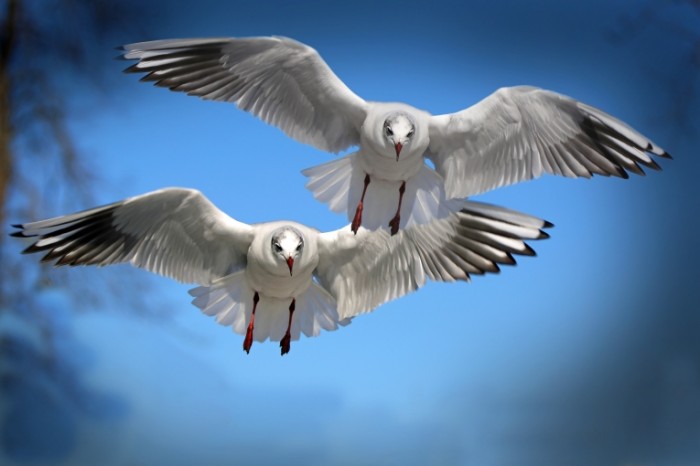 Para chaek letit na fone neba pair of seagulls flying against the sky 5760  3840 700x466 Пара чаек летит на фоне неба   pair of seagulls flying against the sky