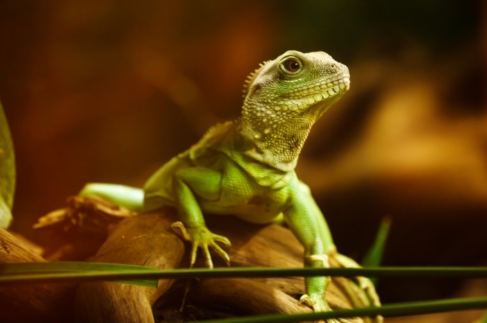 YAshheritsa na vetke krupnyim planom Lizard on a branch close up 5000  3333 700x465 Ящерица на ветке крупным планом   Lizard on a branch close up