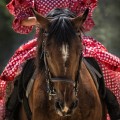 Девушка в красном платье на лошади - Girl in a red dress on a horse