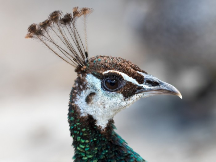 Golova pavlina krupnyim planom ptitsa makro Peacock head close up bird macro 5184  3888 700x524 Голова павлина крупным планом, птица, макро   Peacock head close up, bird, macro