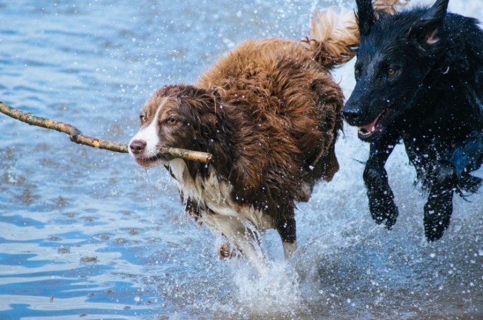 Sobaki begut v vode s palkoy Dogs run in water with a stick 5456  3632 700x465 Собаки бегут в воде с палкой   Dogs run in water with a stick 