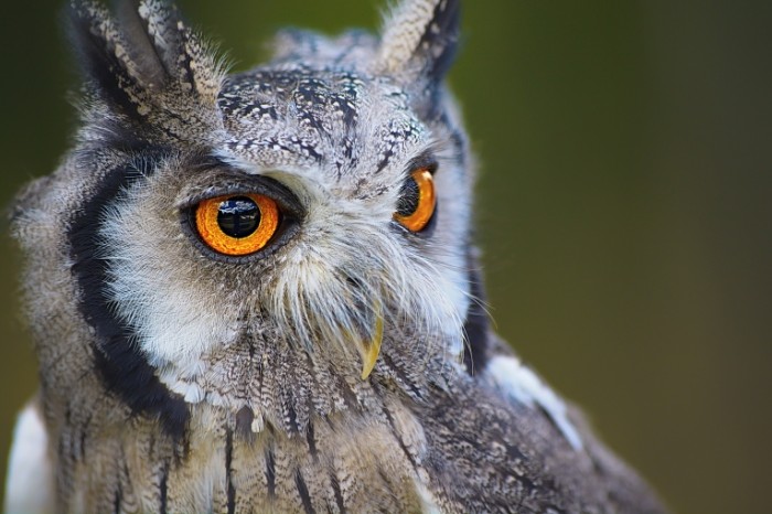 Sova ya yarkimi zheltyimi glazami makro Owl I have bright yellow eyes close up 6000  4000 700x466 Сова я яркими желтыми глазами, макро   Owl I have bright yellow eyes, close up