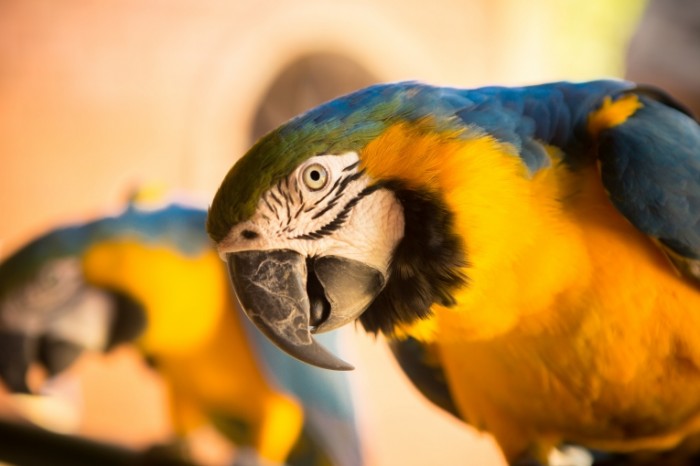 Popugay kakadu krupnyim planom makro Macro cockatoo parrot 5760  3840 700x466 Попугай какаду крупным планом, макро   Macro cockatoo parrot 