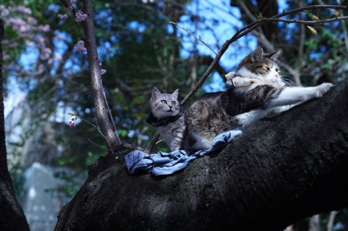 Koshki na dereve seryie domashnii kotyi na vetke Cats on a tree gray domestic cats on a branch 4299  2849 700x466 Кошки на дереве, серые домашнии коты на ветке   Cats on a tree, gray domestic cats on a branch