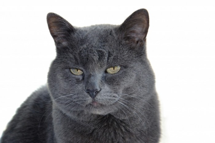 Naglyiy britanskiy seryiy kot Impudent british gray cat 4608  3072 700x466 Наглый британский серый кот   Impudent british gray cat 