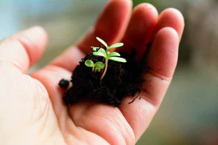 Rostok v prigorshni zemli v ruke Sprout in a handful of earth in hand 6000  4000 700x466 Росток в пригоршни земли в руке   Sprout in a handful of earth in hand