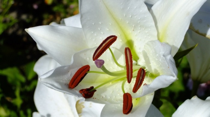 Sotsvetie lilii makro tyichinki tsvetok krupnyim planom Lily inflorescence macro stamens flower closeup 4000  2248 700x392 Соцветие лилии макро, тычинки, цветок крупным планом   Lily inflorescence macro, stamens, flower closeup