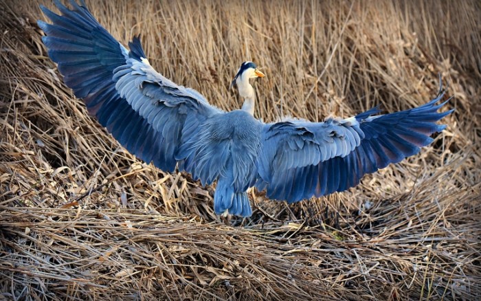 TSaplya raspravila kryilya v stoge sena Heron spreads its wings in a haystack 4900  3073 700x438 Цапля расправила крылья в стоге сена   Heron spreads its wings in a haystack