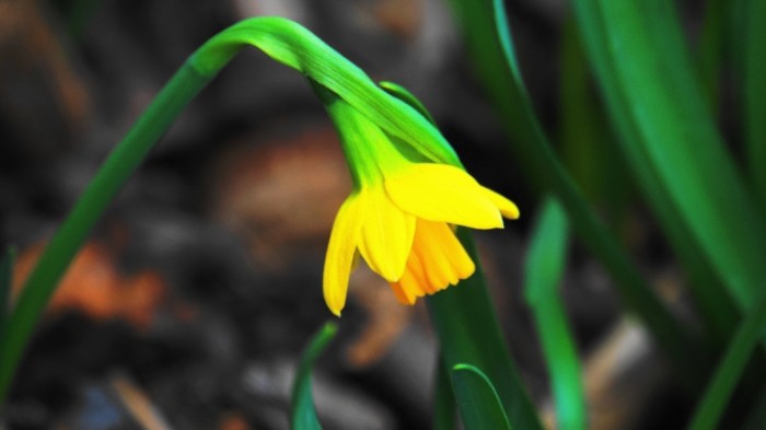 TSvetok nartsiss krupnyim planom makro polevoy tsvetok Flower narcissus close up macro wild flower 6000  3376 700x393 Цветок, нарцисс крупным планом, макро, полевой цветок   Flower, narcissus close up, macro, wild flower