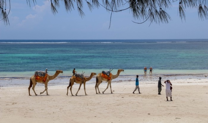 Verblyudov na privyazi vyigulivat po plyazhu pod palmami Leash camels walking on the beach under palm trees 5999  3562 700x415 Верблюдов на привязи выгуливать по пляжу под пальмами   Leash camels walking on the beach under palm trees